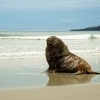 Lachtan novozelandsky - Phocarctos hookeri - New Zealand sea lion - whakahao 0213
